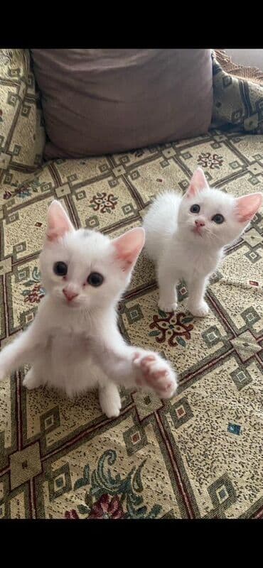 где можно купить котенка: Dişi, Yaxşı əllərə — 4