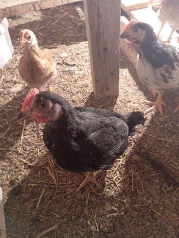 Volkswagen: Куриные цыплята, Для разведения — 7