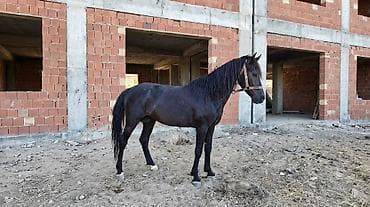 гриз бар: Rengi zil qara boy.1.44-1.45 yorgasina soz ola bilmez 50-yə yaxin — 2