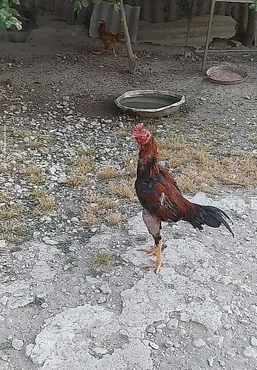 tap az goyercin satisi: Salam elekum oktiyabir colpadi iki dəfə atmışam özünən böyük heyvanla — 1