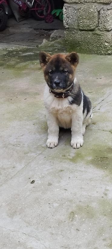 balaca it: Akita-inu, 4 ay, Dişi, Peyvəndli, Ödənişli çatdırılma — 3