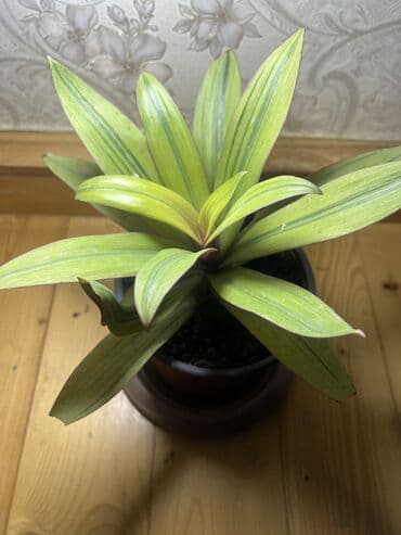 подарки из дерева: Ковер — 69