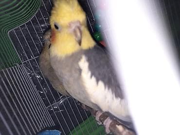 1cüt karella qəfəs yem və su qabilari yellənçək yuva qusdarda hazır