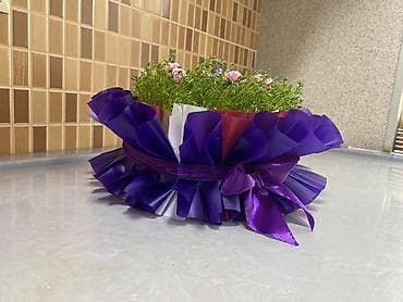 Dekorativ səməni kompozisiyası - Yuvarlaq formada tərtib edilmiş