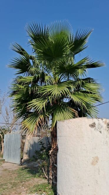 cekas palma: Məhsul: Dekorativ palma ağacı (fan-palması, Washingtonia tipli) — 3
