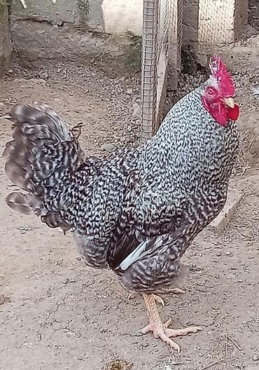 cuce lampasi: Məhsul: Cücərtili naxışlı (barred) toyuq və xoruzlar Xüsusiyyətlər: - — 3