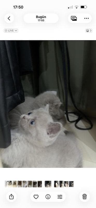 at balaları: 🐾 Şotland (Scottish Fold) balaları satılır 🐾 40 günlük, sağlam və çox — 4