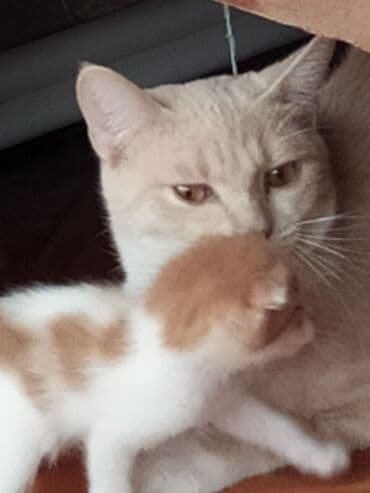 pişik şekileri: Şotland yastı qulaq, Yaxşı əllərə — 8