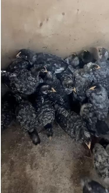 cuce satilir: Куриные цыплята, Для разведения, Платная доставка — 2