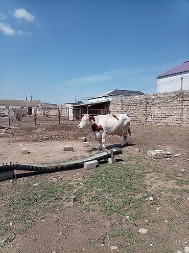 Südlük inək – 4 baş - Cins: qarışıq südlük (qara-ağ və ağ-qəhvəyi