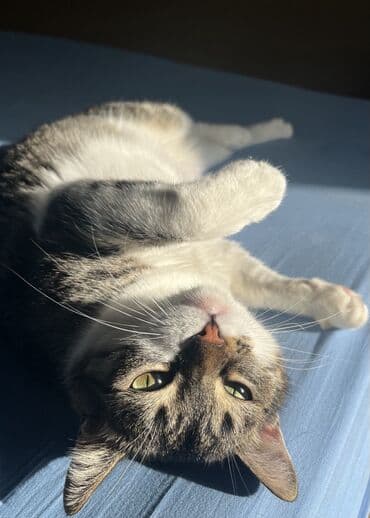 кошка в добрые руки: Самка, В добрые руки, Самовывоз — 5