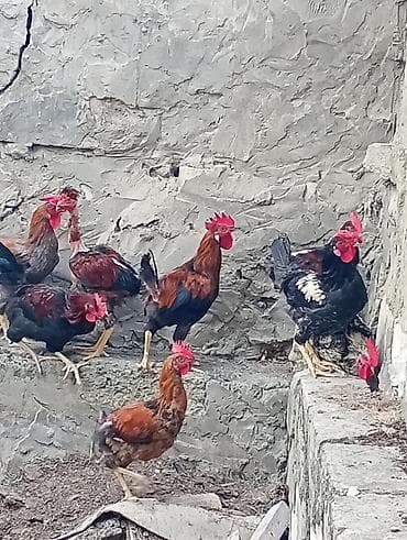 xaski satisi: Xoruzdar. satlır. 13. man. ünvan. Şüvəlan. 10 ədəddir. əsil kənd — 8