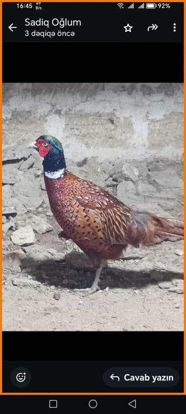 сетка для клетки попугая: Salam qırqovullar satılır .ünvan müşviqabad qəsəbəsi — 4