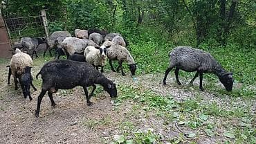 heyvanlar: Salam olsun hərkəsə qoyun lar saxlam qoyunları 21 baş heyvandi 11 — 1