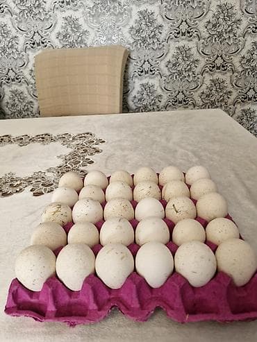 Məhsul: Hind toyuğu (xinduşka) yumurtaları – inkubasiya və çoxaltma — 5