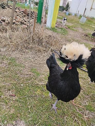 Pişiklər: Toyuq, Yumurtalıq — 3