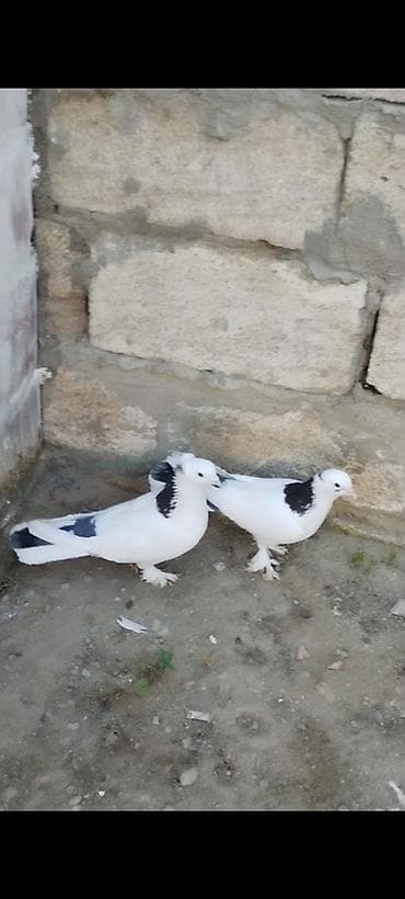 Göy boynugüllülər Kekilli erkey kekilsiz mayası Hazır cütdülər