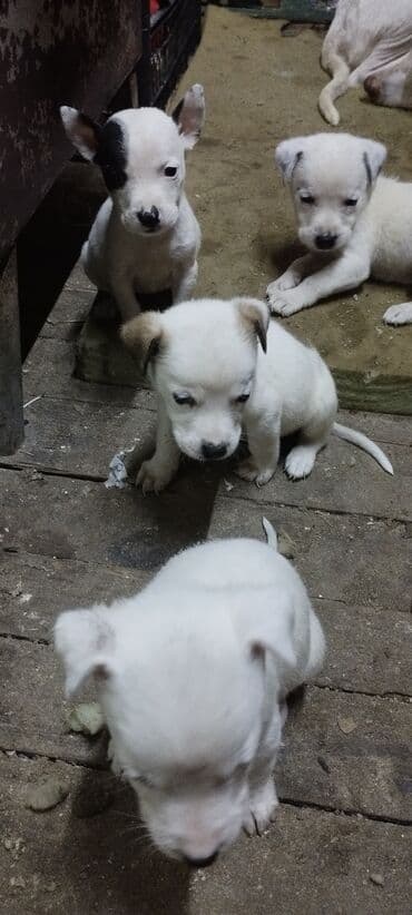 bala afcarka: Pitbul, 1 ay, Ünvandan götürmə — 3