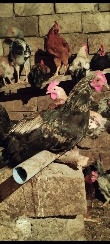 heyrati fərə: Məhsul: Yerli qarışıq cins toyuq və xoruzlar Təsvir: - Həyət — 3