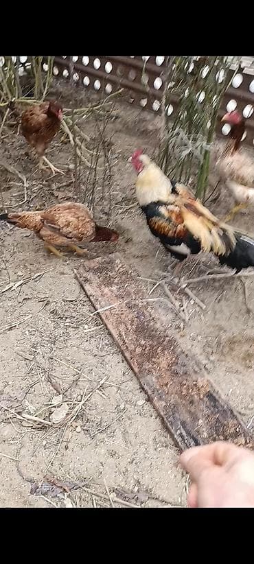 xoruzu: Salam tam saglam 1 yas yarimliq heyrati xoruz cox qızğın heyvandi — 5