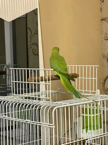 приют для кошек в баку: Ojerelya Arjelya Ajarelya Ojeralya Tutuquşu Yaşıl Pakıstan Tutuquşu — 5