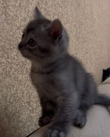 pişim: Boz tüklü, qısa tüklü balaca pişik balası. - Rəng: tüstü-boz, zolaqlı — 4