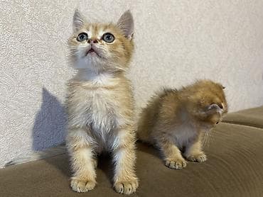 erkek pişik adları: Qızıl şinşilla, Erkək, Dişi — 6
