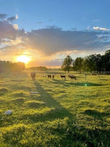 Mənzillər: 170 sot — 2