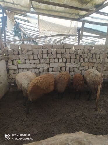 qoyun sortları: 5 dənə Qala qoçları satılır damazlıq üçün superdi 3 ü ana qoçdu 2 si — 5