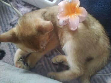 королевский боб для похудения оригинал: Məhsul: Gül formalı saç üçün klips Təsvir: - Rəng: zərif açıq — 3