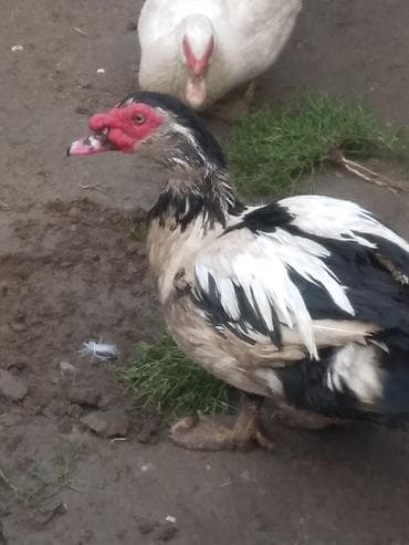 ördəkləri: Muscovy (hind) ördəklər - Şəkillərdəki cins: muskus/hind ördəyi (erkək — 3