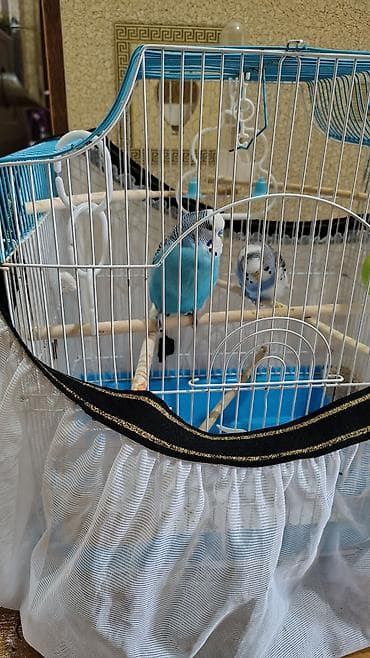 tovuz qusu satilir: Sağlam quşlardır. istəyən yoxlada bilər. ele orgesib. baxa bilmirəm — 2