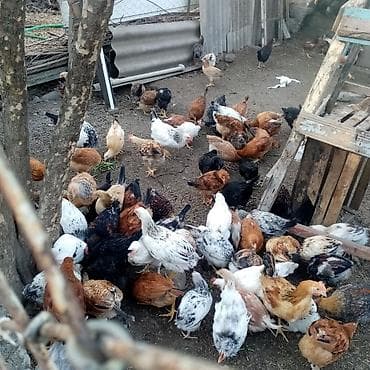 herəti: Məhsul: Ev şəraitində bəslənmiş fərqli cins yumurta və ətlik toyuqlar — 3