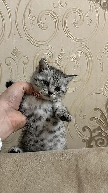 Pişiklər: Tabbi, Dişi, Yaxşı əllərə — 4