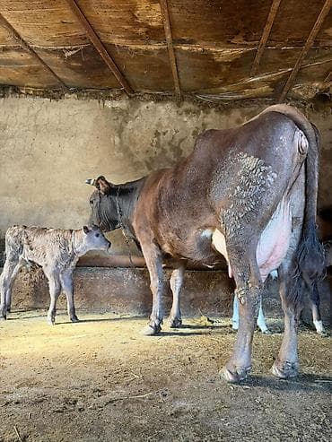 cins inekler: 14 litir bulama verir 2 qarına doğub 3 gündü doğub balası erkəydi — 4