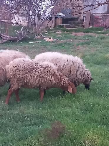 İtlər: Qoyunlar satılır 4dənədi hamsı cavan sağlam heyvanlardır hamsı — 10