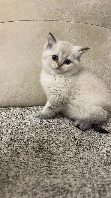 ev donuzu: Britan, Yaxşı əllərə — 3