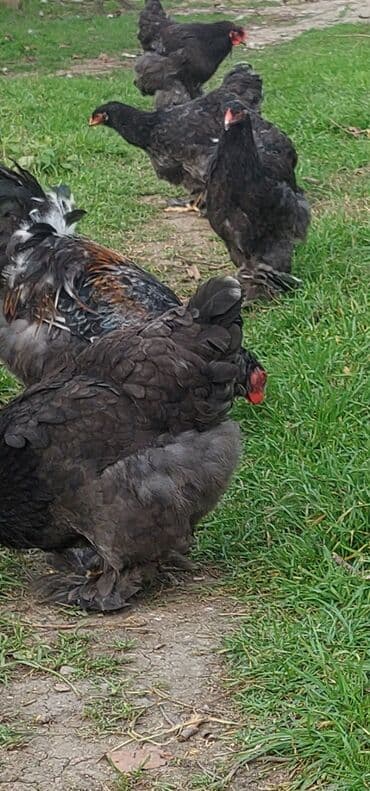 Ördəklər: Toyuq, Brama, Damazlıq, Ödənişli çatdırılma — 8