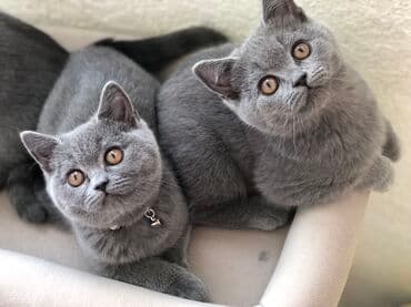 pişik şəkili: Şotland, Dişi, Erkək, Ünvandan götürmə — 20