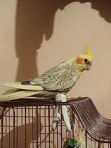 qus qefes: Tam Rucnoy El quwudur . Anasi Albino. Atasi lutinodu. Cox Saglam Uzun — 2