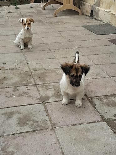 itleri: Zvonok, 3 ay, Dişi, Ünvandan götürmə — 4