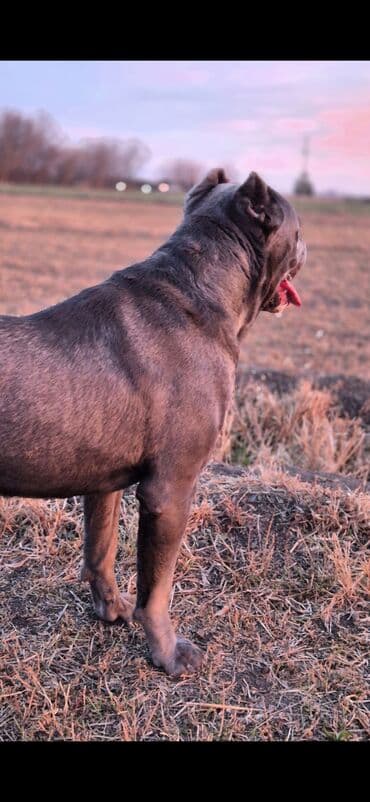 arpa toxumu satışı: Kane-Korso, 3 ay, Erkek, Ödənişli çatdırılma — 5