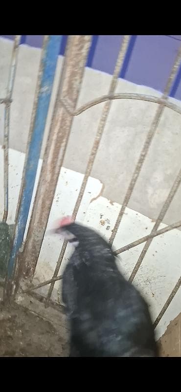 akvarium baliqlari satilir: Toyuq, Ətlik — 4