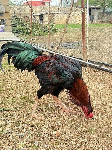 ana ari satisi: Şamo xoruz satılır - Cins tip: iri bədənli, uzun ayaqlı, güclü — 1