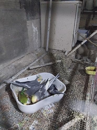 danisan qus: Korella tutuquşu. 1 cut maya korella 70 azn 4 erkek korella — 2