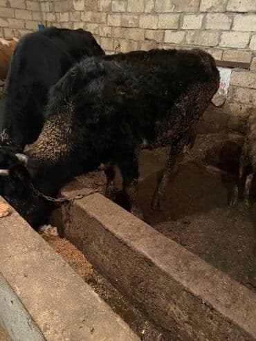 İtlər: Dişi dana içeri malidi kepey corey arpa verilir — 1