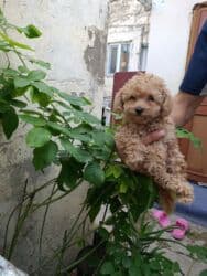 pudel sahblendrlir: Пудель — 2