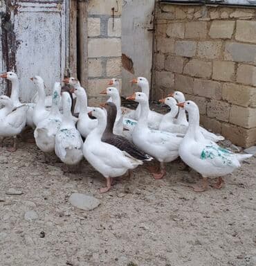 Qazlar satilir tecili 12 ededi hamisin alan olsa endirim olar diri — 1