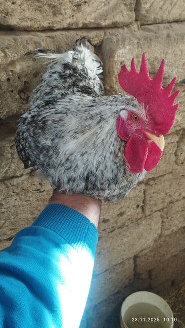 cücə satışı 2023: Salam Alekum. Temiz qan xarkovdu qiymet sondu catdirilma yoxdu — 4