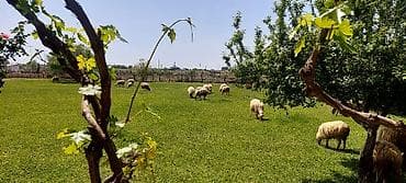 gence ev alqi satqi: Mingəçevir, 40 kv. m, 4 otaqlı, Qaz, İşıq, Su — 1